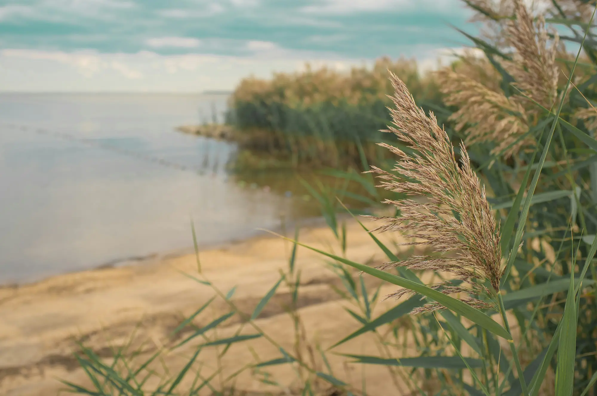 Chesapeake Bay shoreline with phragmites reed grass in the foreground, soft tidal water and overcast sky beyond